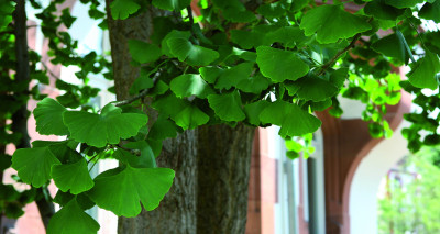 ginkgo
